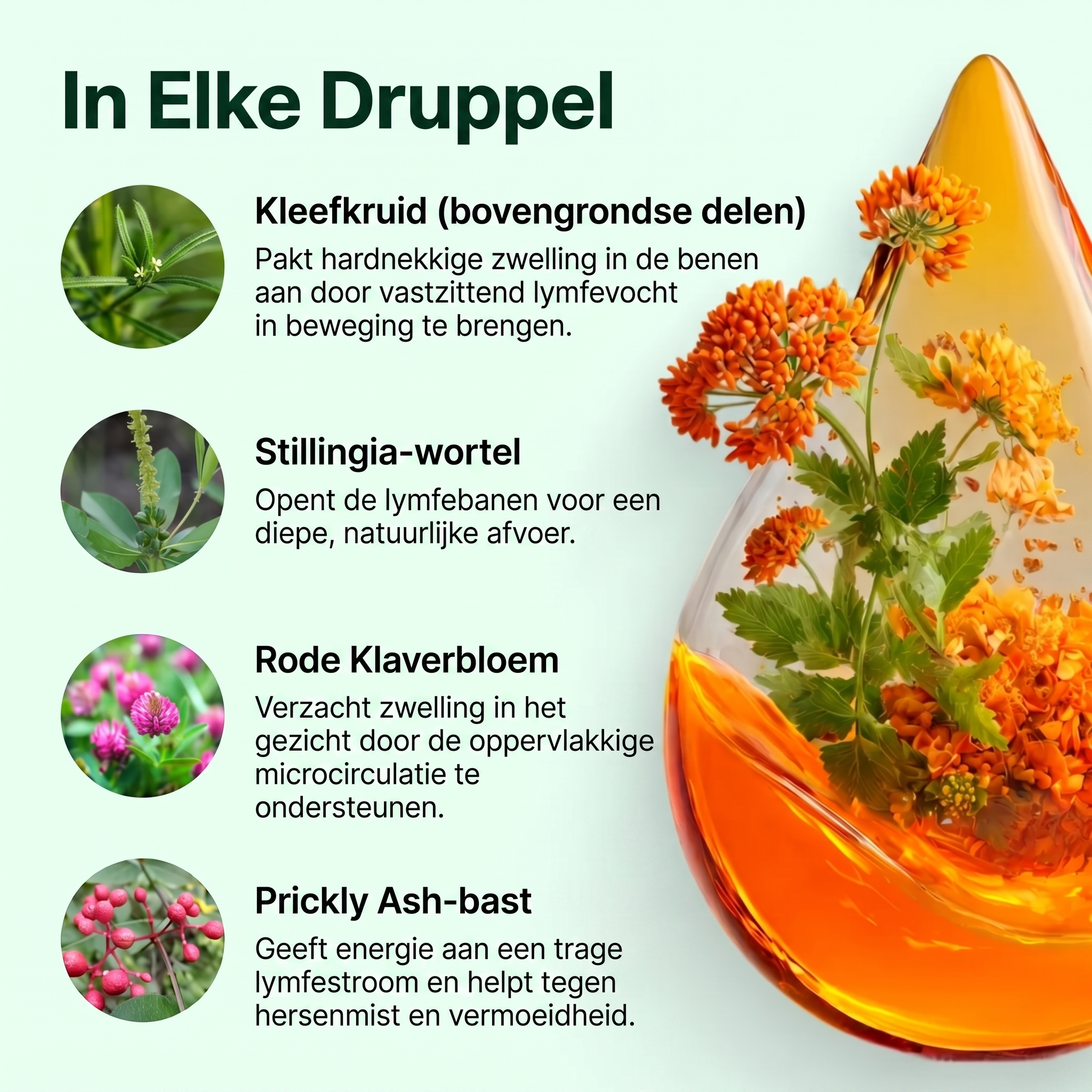 Sorelya Lymfedrainage Natuurlijke Druppels